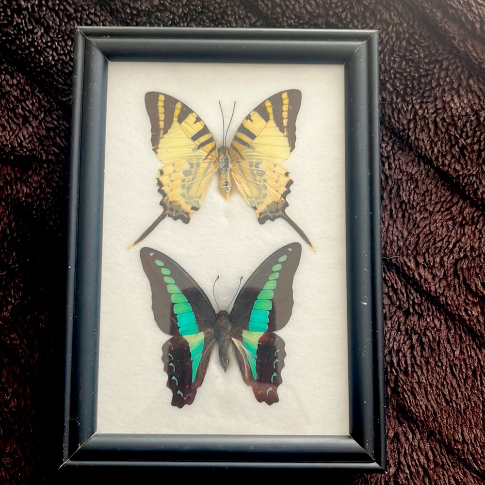 Framed butterfly specimens - Picture 1 of 1